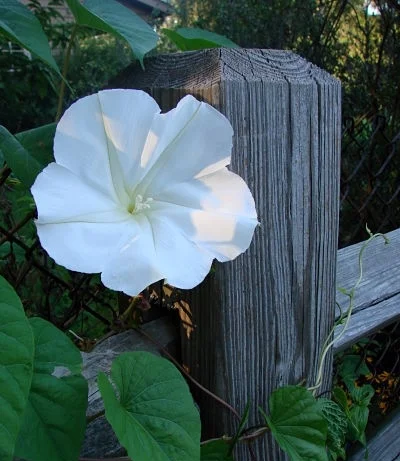 Moonflower Karen Dorsett/Flickr