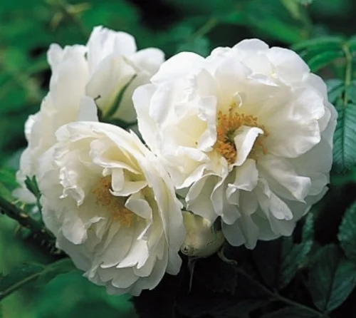 Rugosa rose 'Schneezwerg' David Austin Roses