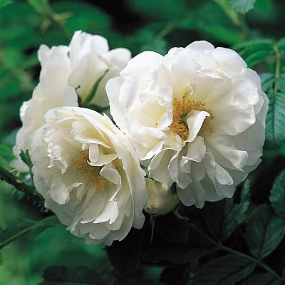 Roses for seaside gardens
