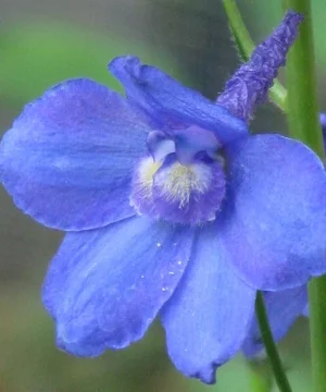 'Bellamosum' in the author's garden