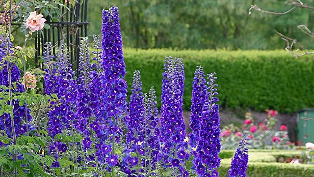 The irresistible allure of delphiniums