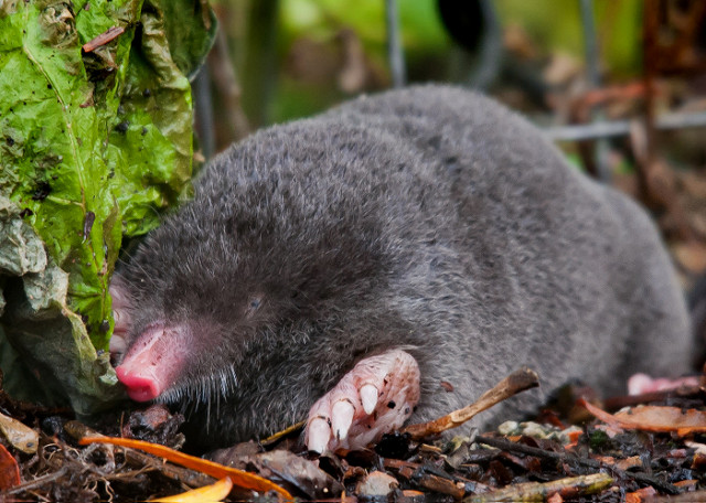 Of moles and molehills