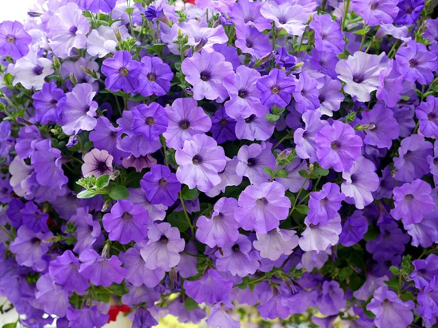 Petunias: A summer classic