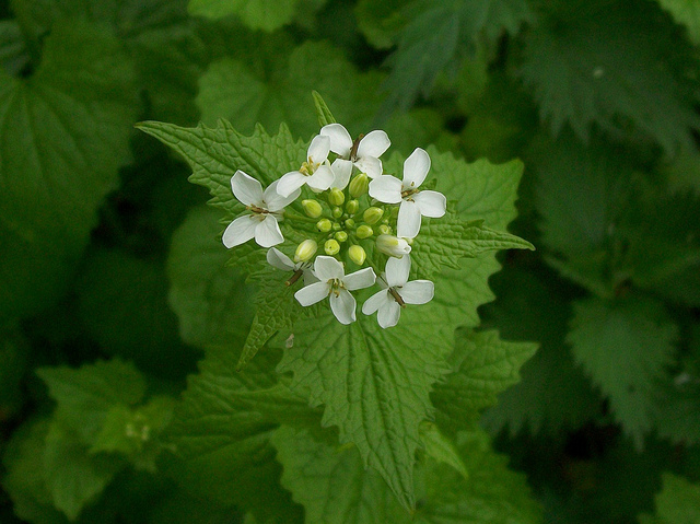 Garlic mustard: Nothing tasty about it