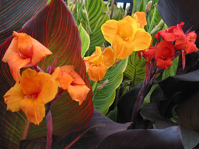Bulbs for summer bloom