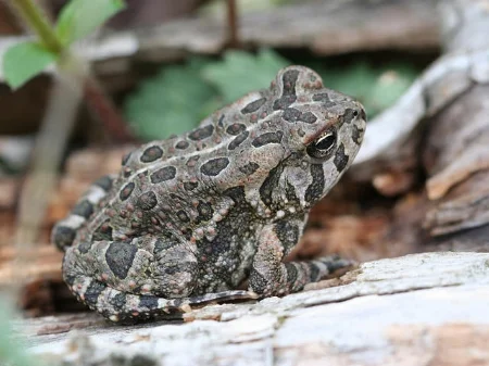 Fowler's toad Douglas Mills/Flickr