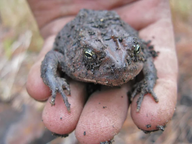 A toad in the garden