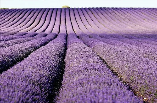 Lavender fields forever Piccadilly Pink/Flickr