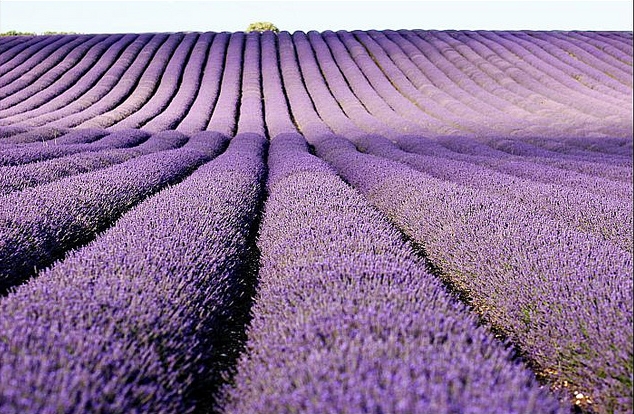 Purple haze