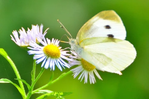 Female cabbage white butterfly. Toshihiro Gamo/Flickr