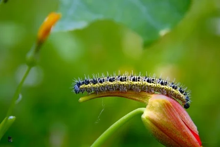 Cabbage white caterpillar. Michael Bertulat/Flickr
