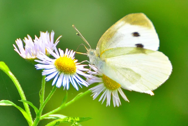 Cabbage whites: Familiar and plentiful