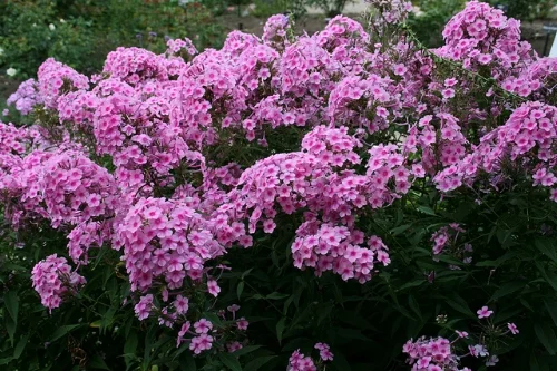 Phlox paniculata, the tall border kind. Patrick Standish/Flickr