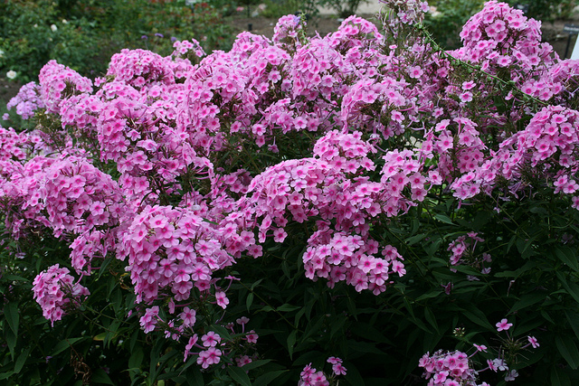Tending the phlox
