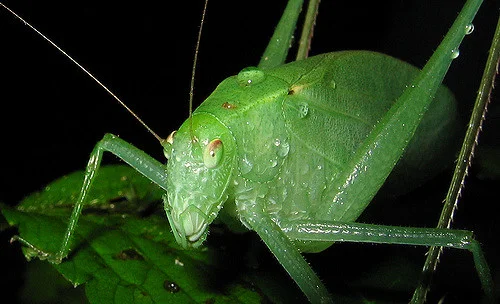 Did she or didn't she? The katydid's debate