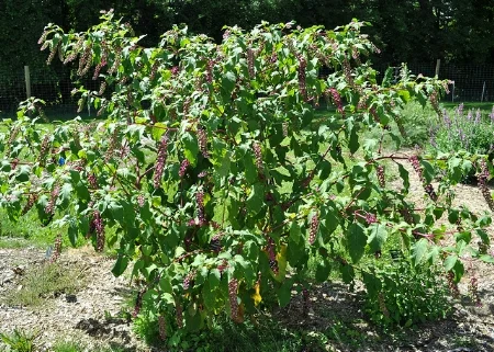 A single season's growth, 8 ft. x 8 ft. NY State IPM Program