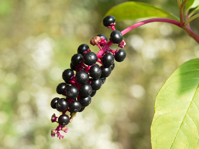 Poking back at pokeweed