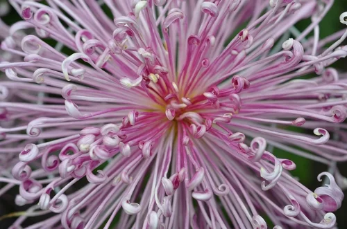 Spider mum. Joe Shlabotnik/Flickr