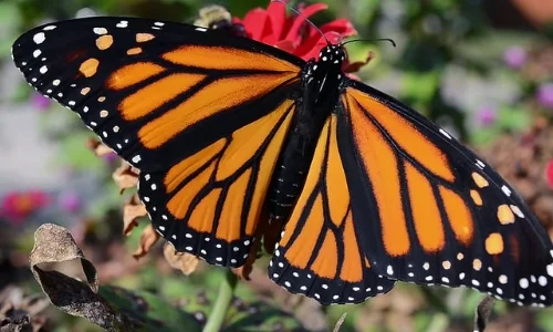 Monarch butterfly/USFWS Midwest