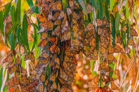 Monarchs in hibernation./Felix’s Endless Journey/Flickr