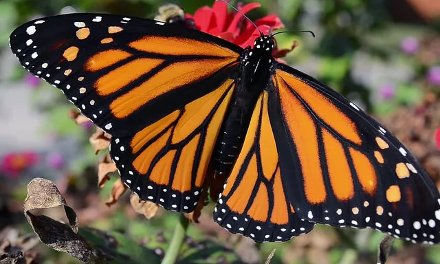 On the wing: Monarchs head south