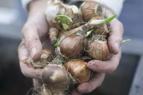 Fall: The "other" spring