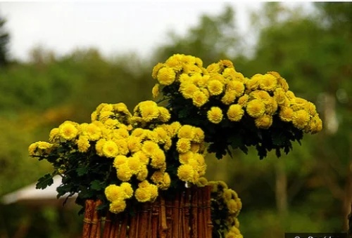 Chrysanthemum, fall’s favorite flower — @AJ/Flickr