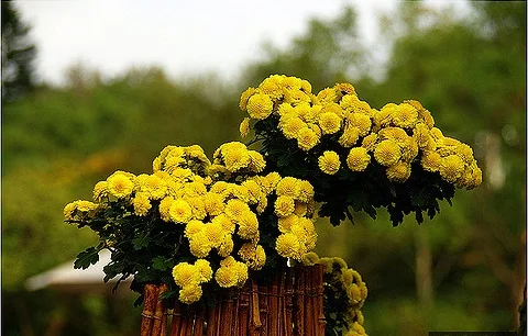 The "golden flower" returns