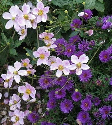 ‘Victor Jones’ anemone and ‘Purple Dome’ aster — vjs