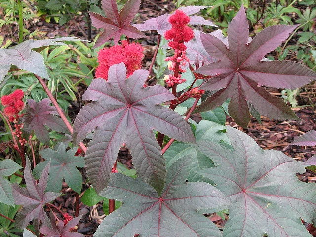 Wicked, wicked plants