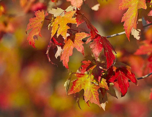 Fall wrap-up: A checklist