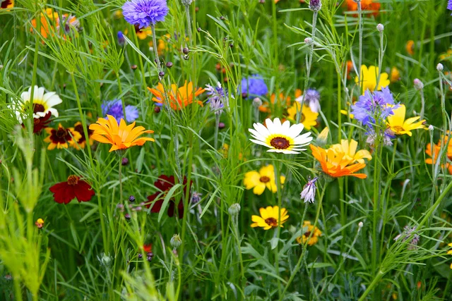The truth about wildflower meadows
