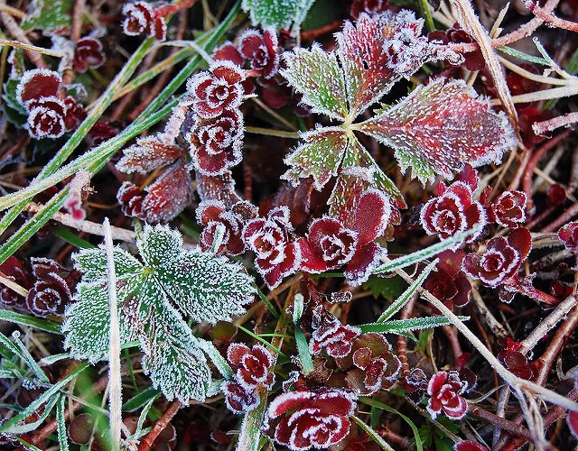 Frosted: Winter's calling card