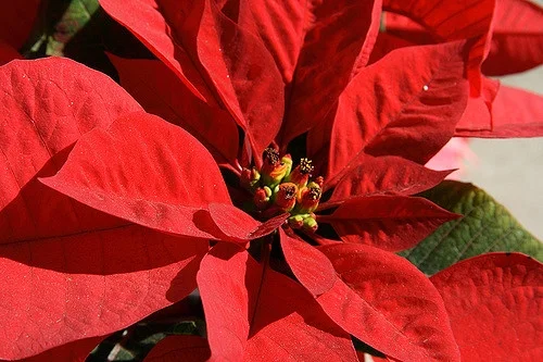 Get ready for National Poinsettia Day and get new. — Cody/Flickr