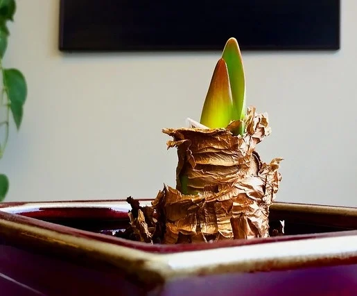 Just emerging, rose-tinted amaryllis shoots. — Timothy Valentine/Flickr