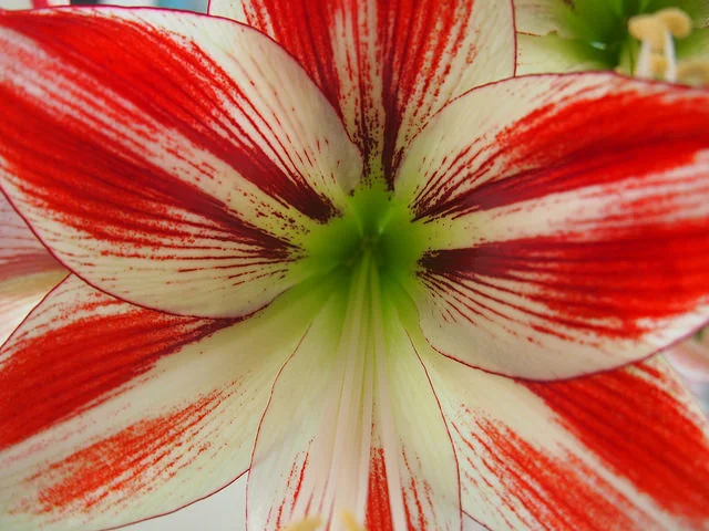 The Great Amaryllis Race is on