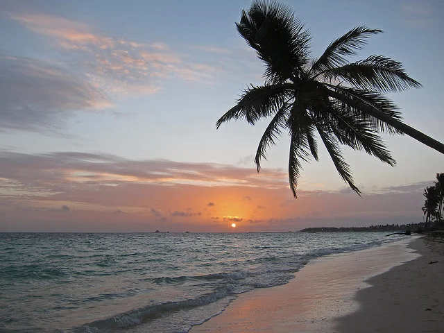 Speaking of palm trees...