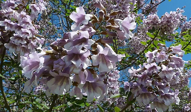 Flowers of the paulownia tree. — Carlos Calamar/Flickr