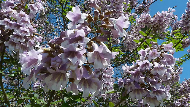 Plant sleuth: Tracking a tree to China