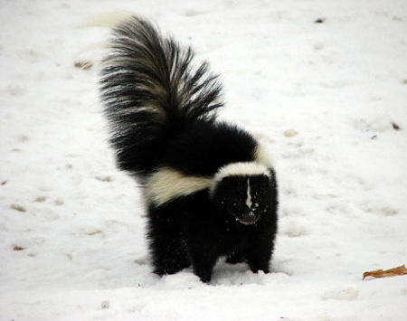 Beware the raised tail. Skunks can shoot their stink 15 feet. — Petrography/Flickr