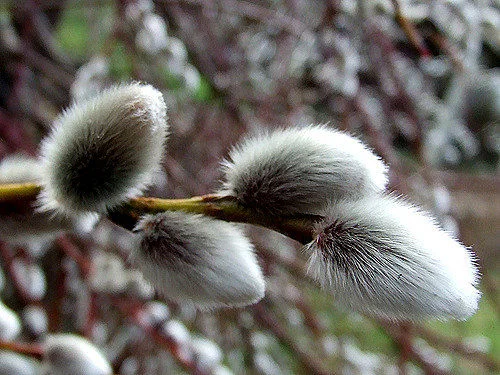 Soft and silky pussy willows, all but irresistible. — Ben and Rachel Apps/Flickr