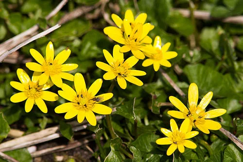 The lesser celandine, a deceptively pretty little thug. — Natural England/Flickr