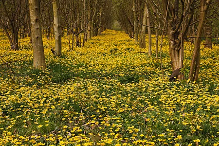 A solid blanket of celandine, smothering all in its path. — David Nutter/Flickr
