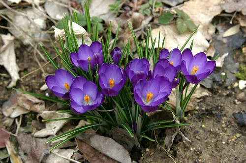 Crocus, rising like phoenix from the ashes of winter. — rstrohmh/Flickr