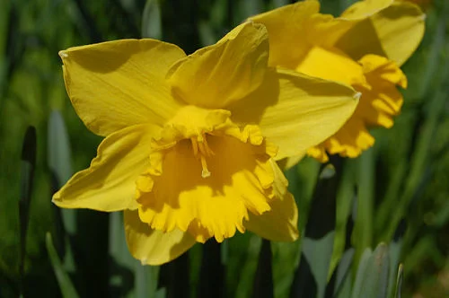 The familiar sunny-yellow daffodil. — Tim Hodson/Flickr