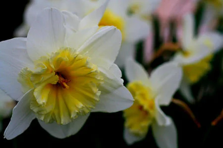 Fancier varieties have frilly trumpets and unusual colors. — Kris A/Flickr
