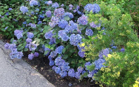 Endless Summer hydrangea reblooms all summer. — KM/Flickr