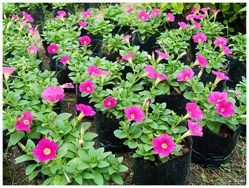 The four-season garden