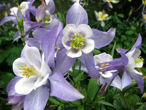 Columbines take flight