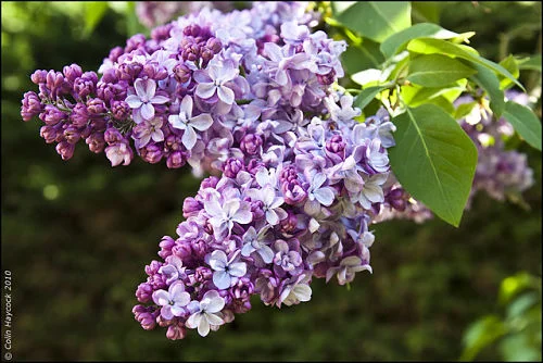 Sweet smell of spring